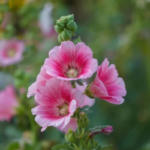 Light Pink Single Hollyhock Seeds - Alcea rosea, 20 Seeds, Tall Perennial Blooms, Pollinator-Friendly - Image 9