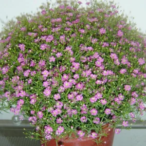 Light Purple Annual Baby's Breath Seeds - Gypsophila fastigiata - 30 Seeds - Image 10