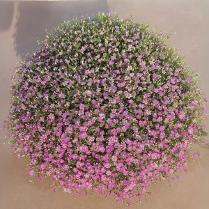 Light Purple Annual Baby's Breath Seeds - Gypsophila fastigiata - 30 Seeds - Image 11