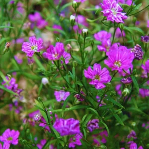Light Purple Annual Baby's Breath Seeds - Gypsophila fastigiata - 30 Seeds - Image 12