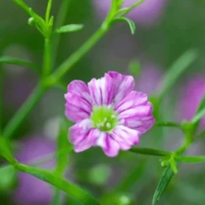 Light Purple Annual Baby's Breath Seeds - Gypsophila fastigiata - 30 Seeds - Image 13