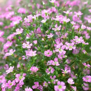 Light Purple Annual Baby's Breath Seeds - Gypsophila fastigiata - 30 Seeds - Image 14