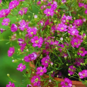 Light Purple Annual Baby's Breath Seeds - Gypsophila fastigiata - 30 Seeds - Image 15