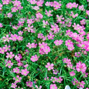 Light Purple Annual Baby's Breath Seeds - Gypsophila fastigiata - 30 Seeds - Image 2