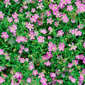Light Purple Annual Baby's Breath Seeds - Gypsophila fastigiata - 30 Seeds - Image 3