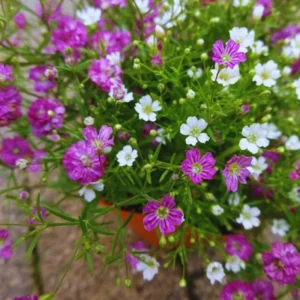 Light Purple Annual Baby's Breath Seeds - Gypsophila fastigiata - 30 Seeds - Image 4