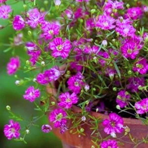 Light Purple Annual Baby's Breath Seeds - Gypsophila fastigiata - 30 Seeds - Image 5
