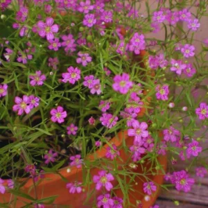 Light Purple Annual Baby's Breath Seeds - Gypsophila fastigiata - 30 Seeds - Image 6