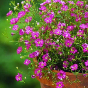 Light Purple Annual Baby's Breath Seeds - Gypsophila fastigiata - 30 Seeds - Image 7
