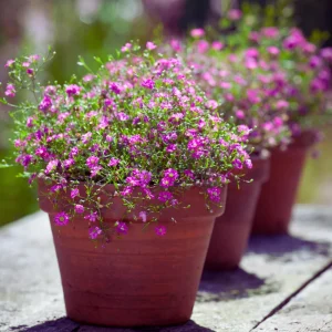 Light Purple Annual Baby's Breath Seeds - Gypsophila fastigiata - 30 Seeds - Image 8