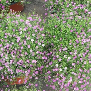 Light Purple Annual Baby's Breath Seeds - Gypsophila fastigiata - 30 Seeds - Image 9