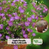 Light Purple Annual Baby's Breath Seeds - Gypsophila fastigiata - 30 Seeds - Image 1