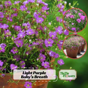 Light Purple Annual Baby's Breath Seeds - Gypsophila fastigiata - 30 Seeds - Image 1