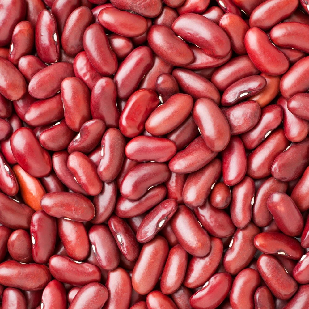 Light Red Kidney Beans Seeds - Heirloom Legume - 15 Seeds - Easy to Grow - Image 11