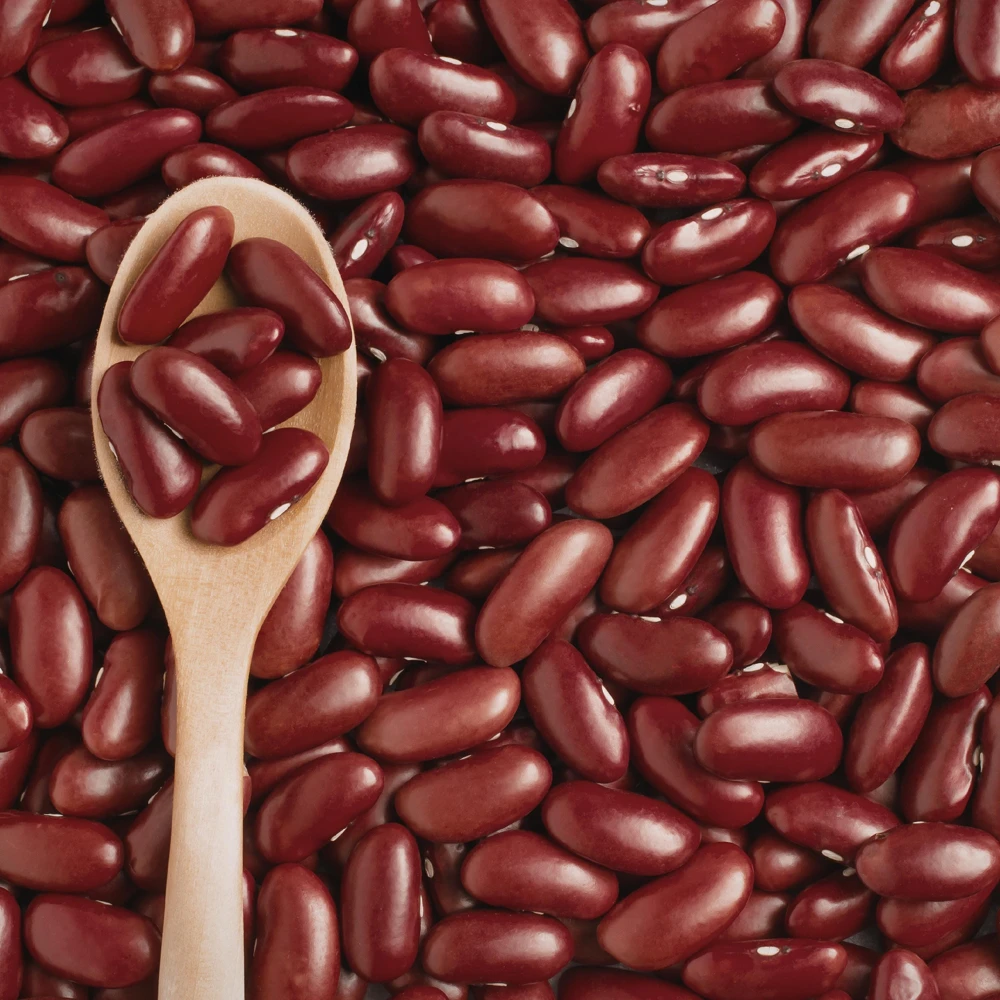 Light Red Kidney Beans Seeds - Heirloom Legume - 15 Seeds - Easy to Grow - Image 3