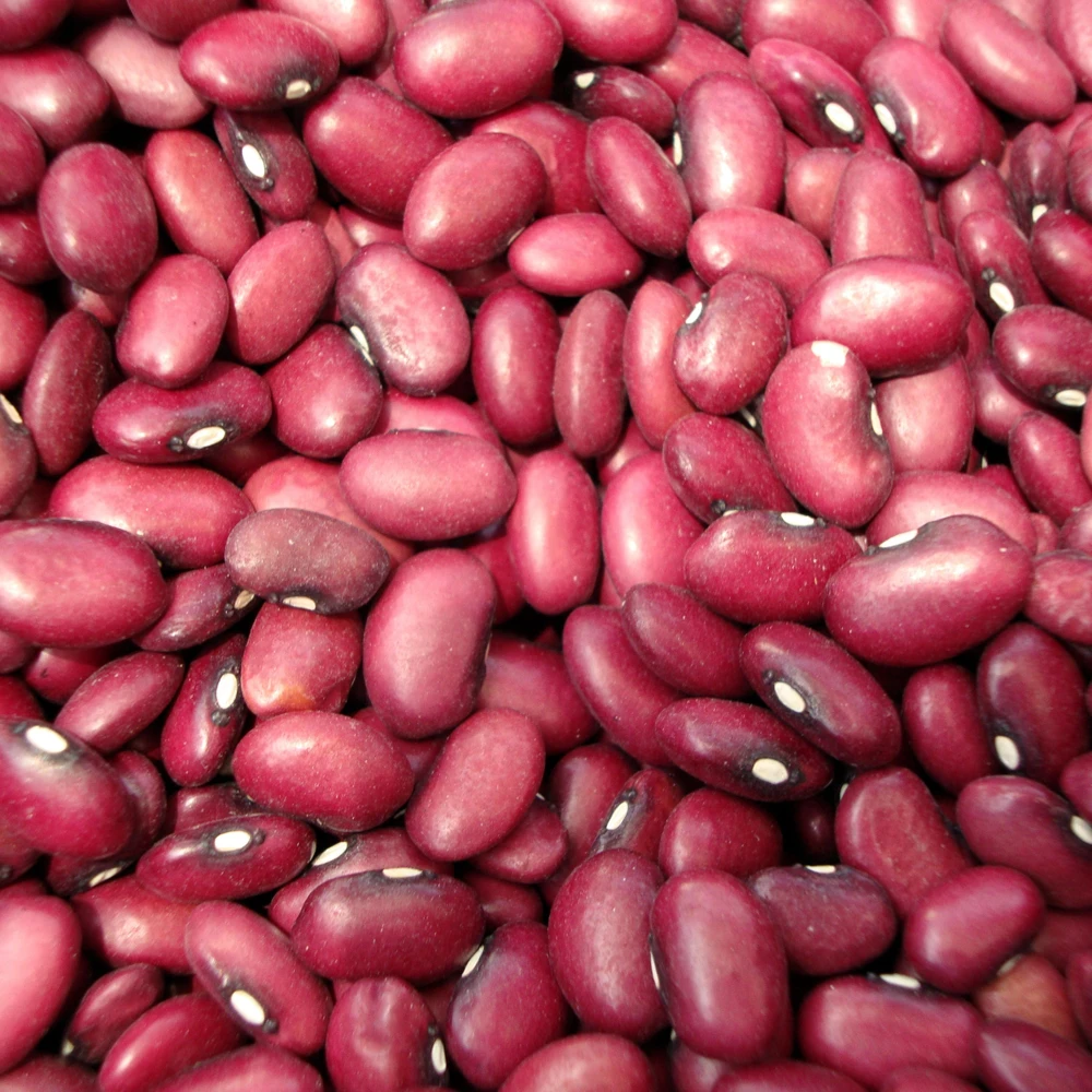 Light Red Kidney Beans Seeds - Heirloom Legume - 15 Seeds - Easy to Grow - Image 6