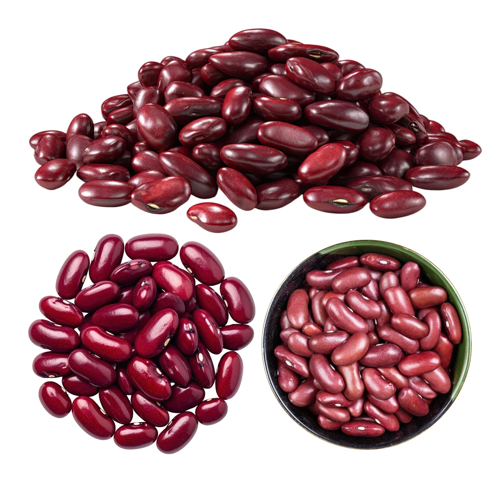 Light Red Kidney Beans Seeds - Heirloom Legume - 15 Seeds - Easy to Grow - Image 7