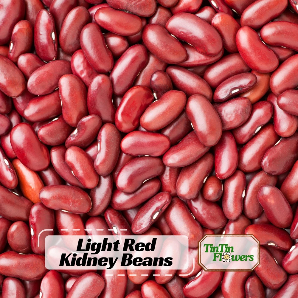 Light Red Kidney Beans Seeds - Heirloom Legume - 15 Seeds - Easy to Grow - Image 1