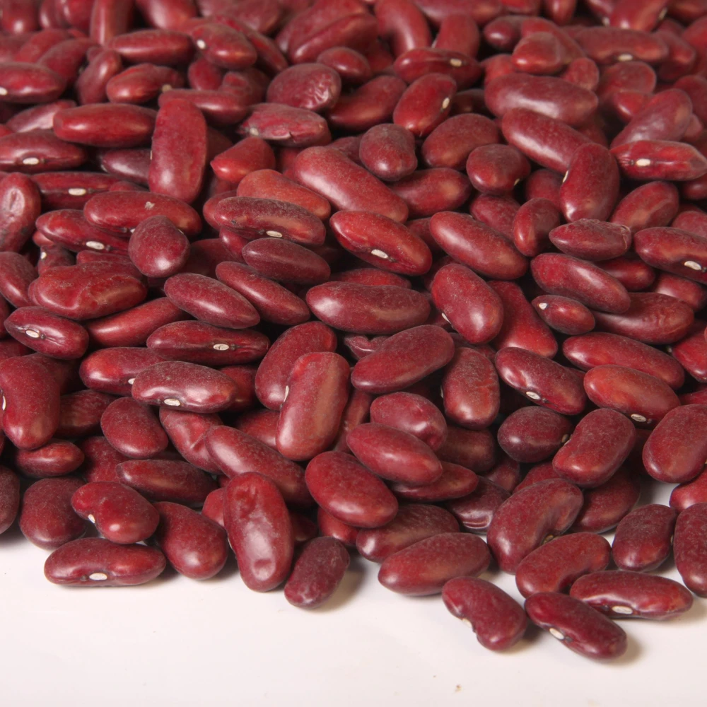 Light Red Kidney Beans Seeds - Heirloom Legume - 15 Seeds - Easy to Grow - Image 8