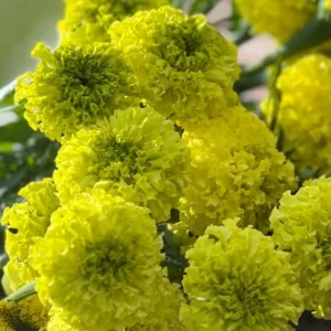 Lime Green African Marigold Seeds - Open-Pollinating, Dwarf, 25 Seeds - Image 11