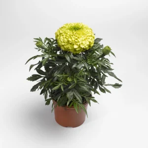 Lime Green African Marigold Seeds - Open-Pollinating, Dwarf, 25 Seeds - Image 12