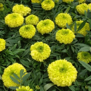 Lime Green African Marigold Seeds - Open-Pollinating, Dwarf, 25 Seeds - Image 13