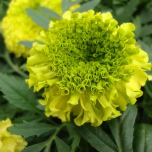Lime Green African Marigold Seeds - Open-Pollinating, Dwarf, 25 Seeds - Image 14
