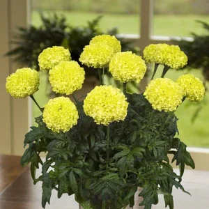 Lime Green African Marigold Seeds - Open-Pollinating, Dwarf, 25 Seeds - Image 2