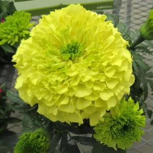 Lime Green African Marigold Seeds - Open-Pollinating, Dwarf, 25 Seeds - Image 3