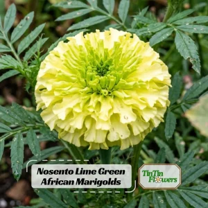 Lime Green African Marigold Seeds - Open-Pollinating, Dwarf, 25 Seeds - Image 1