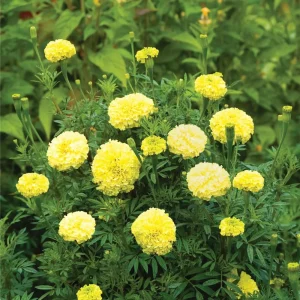 Lime Green African Marigold Seeds - Open-Pollinating, Dwarf, 25 Seeds - Image 4