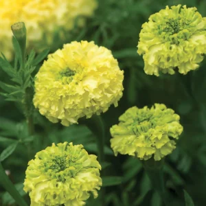 Lime Green African Marigold Seeds - Open-Pollinating, Dwarf, 25 Seeds - Image 5