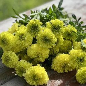 Lime Green African Marigold Seeds - Open-Pollinating, Dwarf, 25 Seeds - Image 6