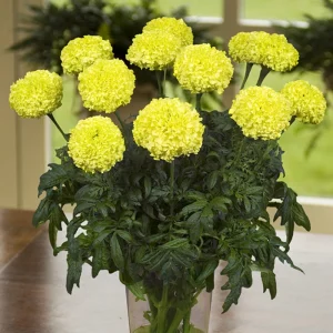 Lime Green African Marigold Seeds - Open-Pollinating, Dwarf, 25 Seeds - Image 8