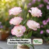 Lisianthus Echo Pink Picotee Seeds - 20 Count - Bicolor Double Flowers - Image 1