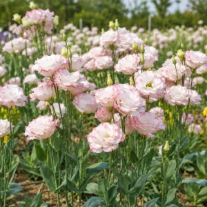 Lisianthus Echo Pink Picotee Seeds - 20 Count - Bicolor Double Flowers - Image 6
