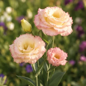 Lisianthus Seeds - Echo Champagne Eustoma - 20 Seeds - Double Cream Blooms - Image 12