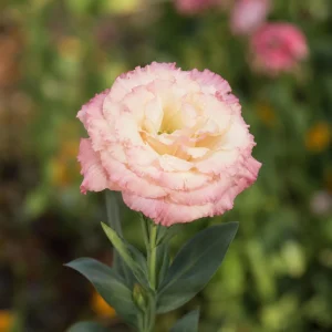 Lisianthus Seeds - Echo Champagne Eustoma - 20 Seeds - Double Cream Blooms - Image 2