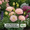 Lisianthus Seeds - Echo Champagne Eustoma - 20 Seeds - Double Cream Blooms - Image 1