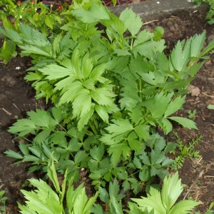 Lovage Seeds - Levisticum officinale - Perennial Culinary Herb - 20 Seeds - Image 10
