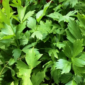 Lovage Seeds - Levisticum officinale - Perennial Culinary Herb - 20 Seeds - Image 11