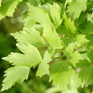 Lovage Seeds - Levisticum officinale - Perennial Culinary Herb - 20 Seeds - Image 2