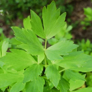 Lovage Seeds - Levisticum officinale - Perennial Culinary Herb - 20 Seeds - Image 5