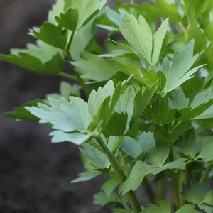 Lovage Seeds - Levisticum officinale - Perennial Culinary Herb - 20 Seeds - Image 6