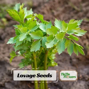 Lovage Seeds - Levisticum officinale - Perennial Culinary Herb - 20 Seeds - Image 1