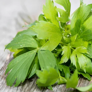 Lovage Seeds - Levisticum officinale - Perennial Culinary Herb - 20 Seeds - Image 7
