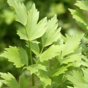 Lovage Seeds - Levisticum officinale - Perennial Culinary Herb - 20 Seeds - Image 8