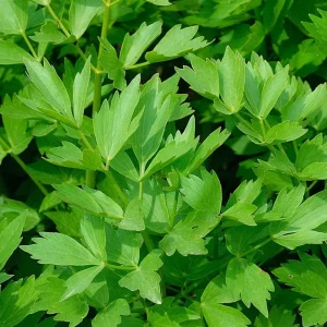 Lovage Seeds - Levisticum officinale - Perennial Culinary Herb - 20 Seeds - Image 9