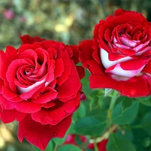 Love In Rose Hybrid Flower Seeds - 30+ Perennial Non-GMO Mix Seeds - Image 10