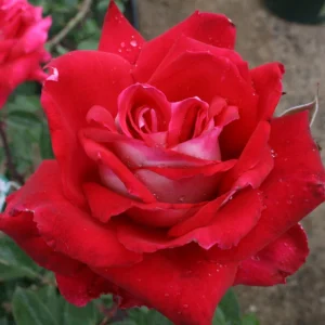 Love In Rose Hybrid Flower Seeds - 30+ Perennial Non-GMO Mix Seeds - Image 11